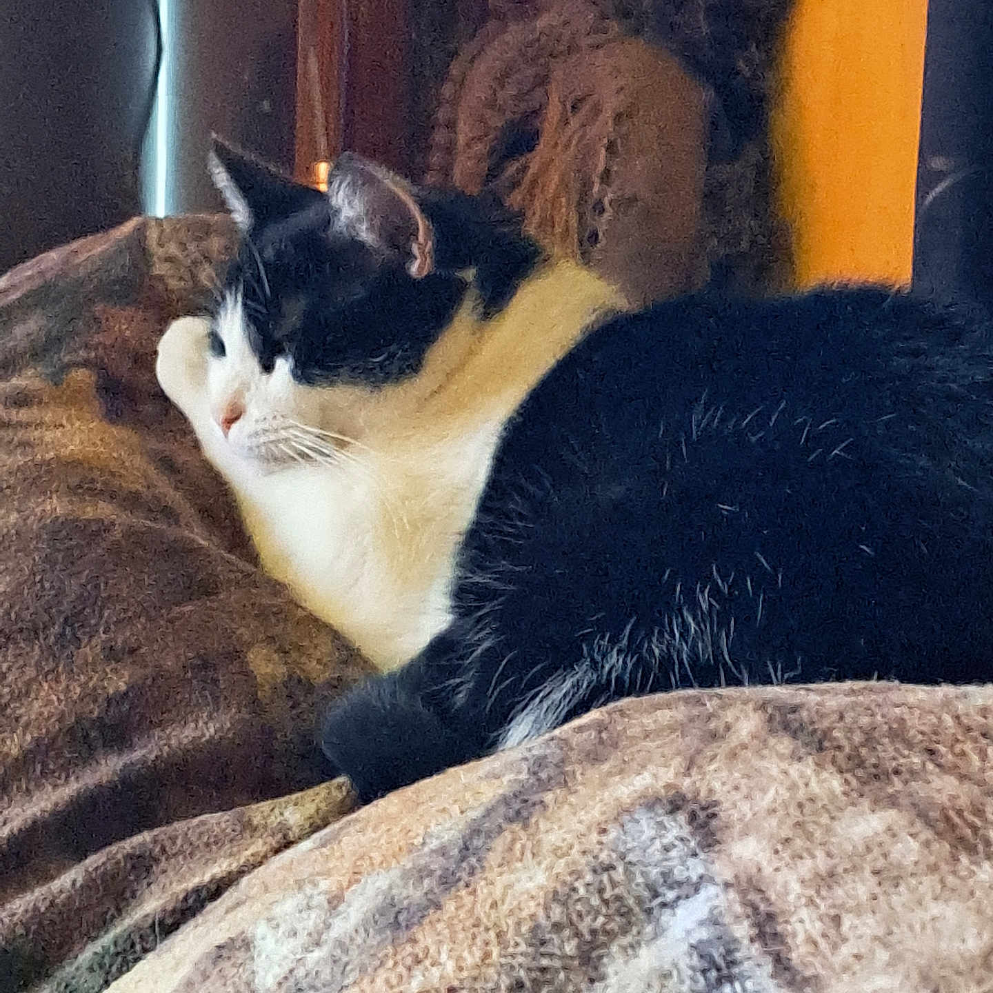 Rockstar is registered to the contest to win money with this photo: animal, black_and_white, blanket, cat, close_up, comfort, cozy, cute, domestic_cat, feline, fur, indoor, patterned_blanket, pet, quiet, relaxation, resting, sleeping, soft_texture, warm_lighting