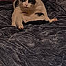 Rockstar joined the competition — help win amazing prizes! animal, bed, black_and_white, blanket, cat, cozy, cute, domestic, ears, feline, fur, indoor, mammal, pet, pillow, relaxed, resting, sitting, whiskers, window_blinds