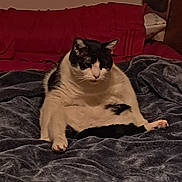 Rockstar joined the competition — help win amazing prizes! animal, bed, black_and_white, blanket, cat, cozy, cute, domestic, ears, expression, feline, fur, indoor, pet, pillow, relaxed, resting, sitting, whiskers, window_blinds