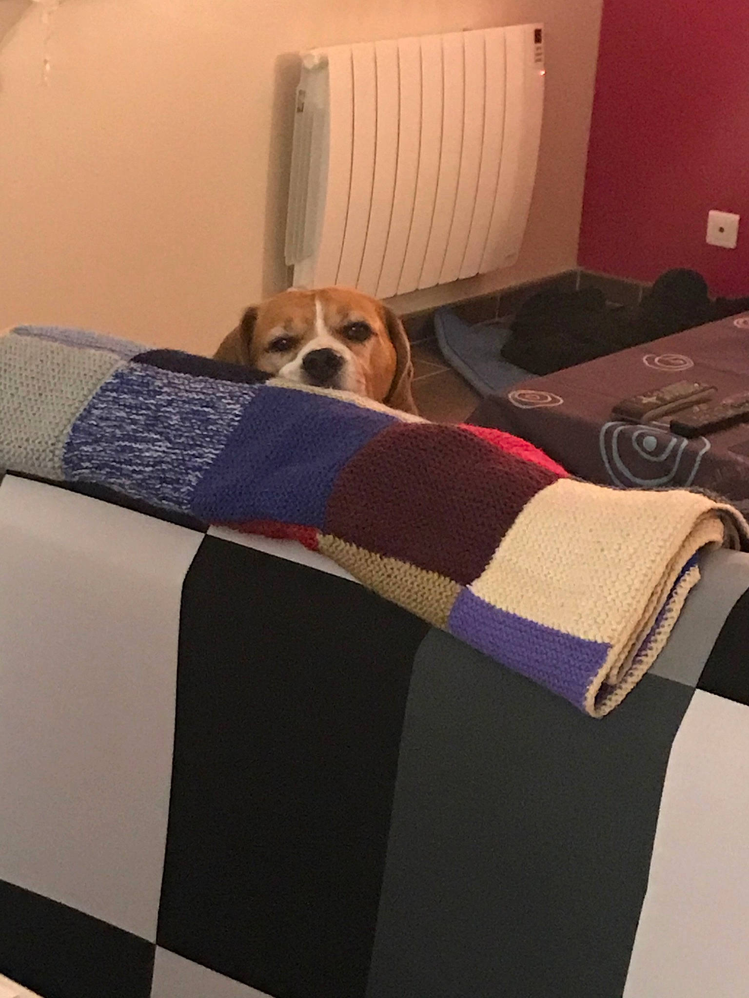 Jumbo participe au concours pour gagner de l'argent avec cette photo : bed, bed_sheet, bedding, bedroom, blanket, canidae, carnivore, comfort, companion_dog, couch, dog, dog_breed, duvet, fawn, furniture, interior_design, linens, pillow, room, textile