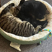 Dakota is registered to the contest to win money with this photo: cat, cats, pet_bed, striped_cat, black_cat, sleeping, cozy, feline, animal, indoor, carpet, relaxing, cute, curled_up, resting, fur, domestic_animal, pair, bed, soft