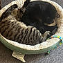 cat, cats, pet_bed, striped_cat, black_cat, sleeping, cozy, feline, animal, indoor, carpet, relaxing, cute, curled_up, resting, fur, domestic_animal, pair, bed, soft