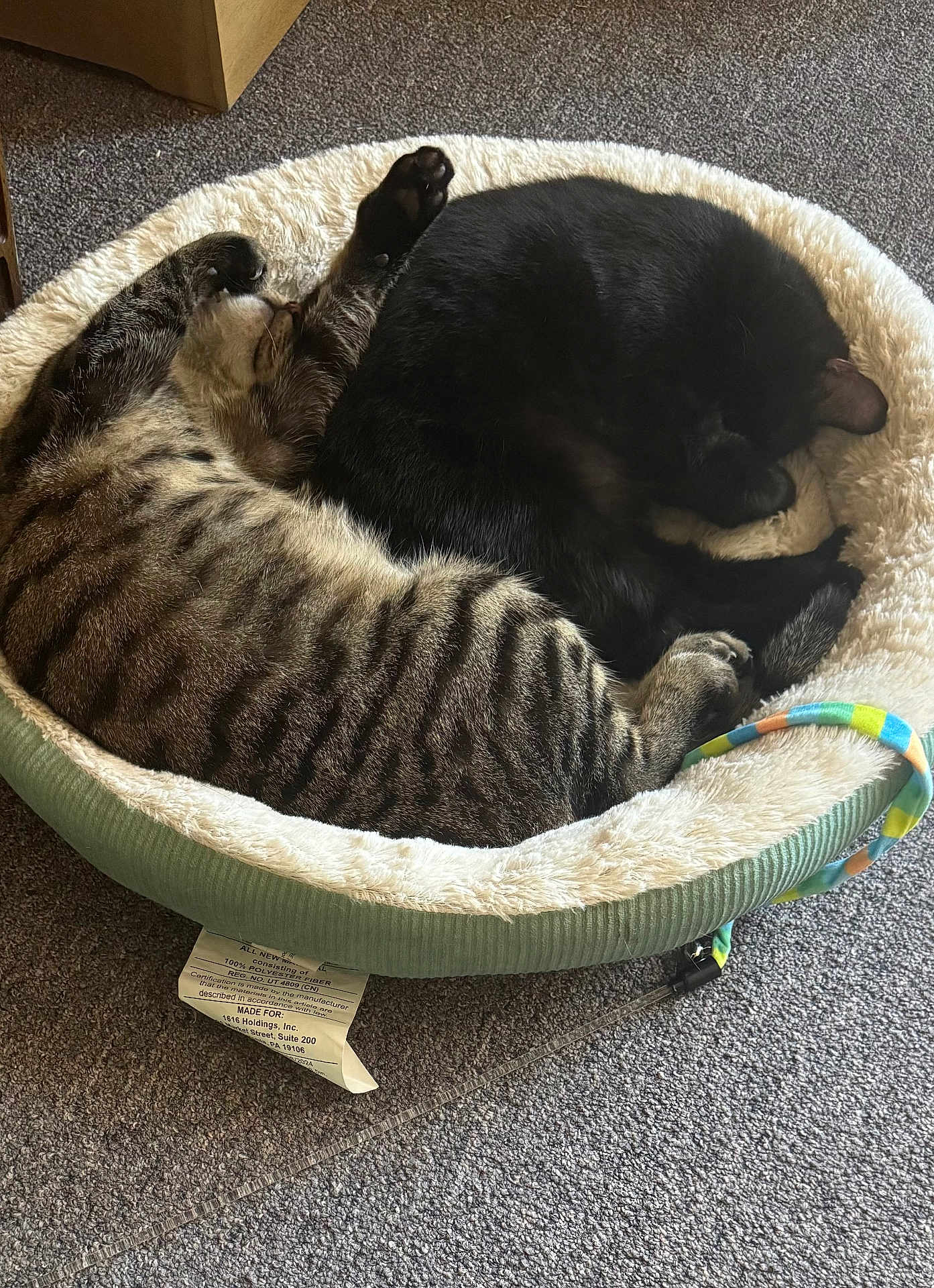 Dakota is registered to the contest to win money with this photo: cat, cats, pet_bed, striped_cat, black_cat, sleeping, cozy, feline, animal, indoor, carpet, relaxing, cute, curled_up, resting, fur, domestic_animal, pair, bed, soft
