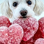 Ixy participe au concours pour gagner de l'argent avec cette photo : animal, background_blur, close_up, curious, cute, dog, fluffy, food, heart_shaped_candy, outdoor, pet, pink, red, snow, sugar_coated, sweet, treat, valentine, white_dog, winter