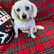 Ixy a rejoint le concours — aidez-le/la à gagner de superbes lots ! dog, white_dog, pet, plaid_blanket, red_blanket, pillow, reindeer_pattern, snowflake_pattern, indoor, cozy, cute, small_dog, sitting, fur, collar, companion, animal, holiday, festive, portrait