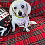 dog, white_dog, pet, plaid_blanket, red_blanket, pillow, reindeer_pattern, snowflake_pattern, indoor, cozy, cute, small_dog, sitting, fur, collar, companion, animal, holiday, festive, portrait