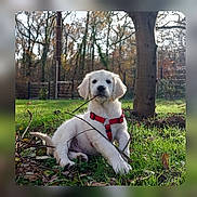 Aïko a rejoint le concours — aidez-le/la à gagner de superbes lots ! puppy, dog, grass, stick, red_harness, autumn, tree, leaves, outdoor, playful, young_dog, nature, sunlight, pet, canine, animal, forest, fall, cute, sitting