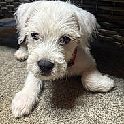 Snowball is registered to the contest to win money with this photo: animal, basket, carpet, closeup, collar, curious, cute, dog, ears, face, fur, indoor, laying, nose, pet, puppy, small, whiskers, white, young