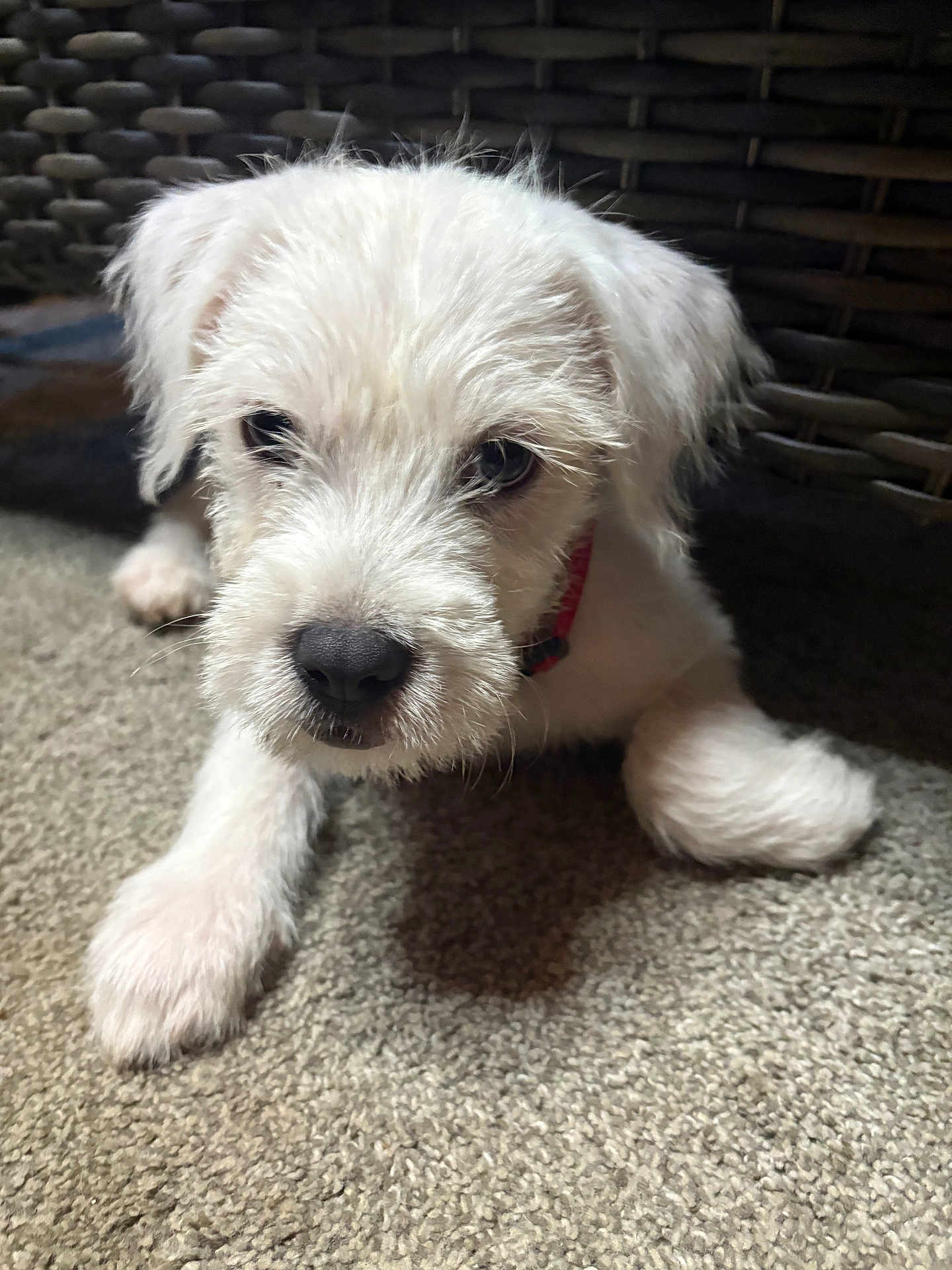 Snowball