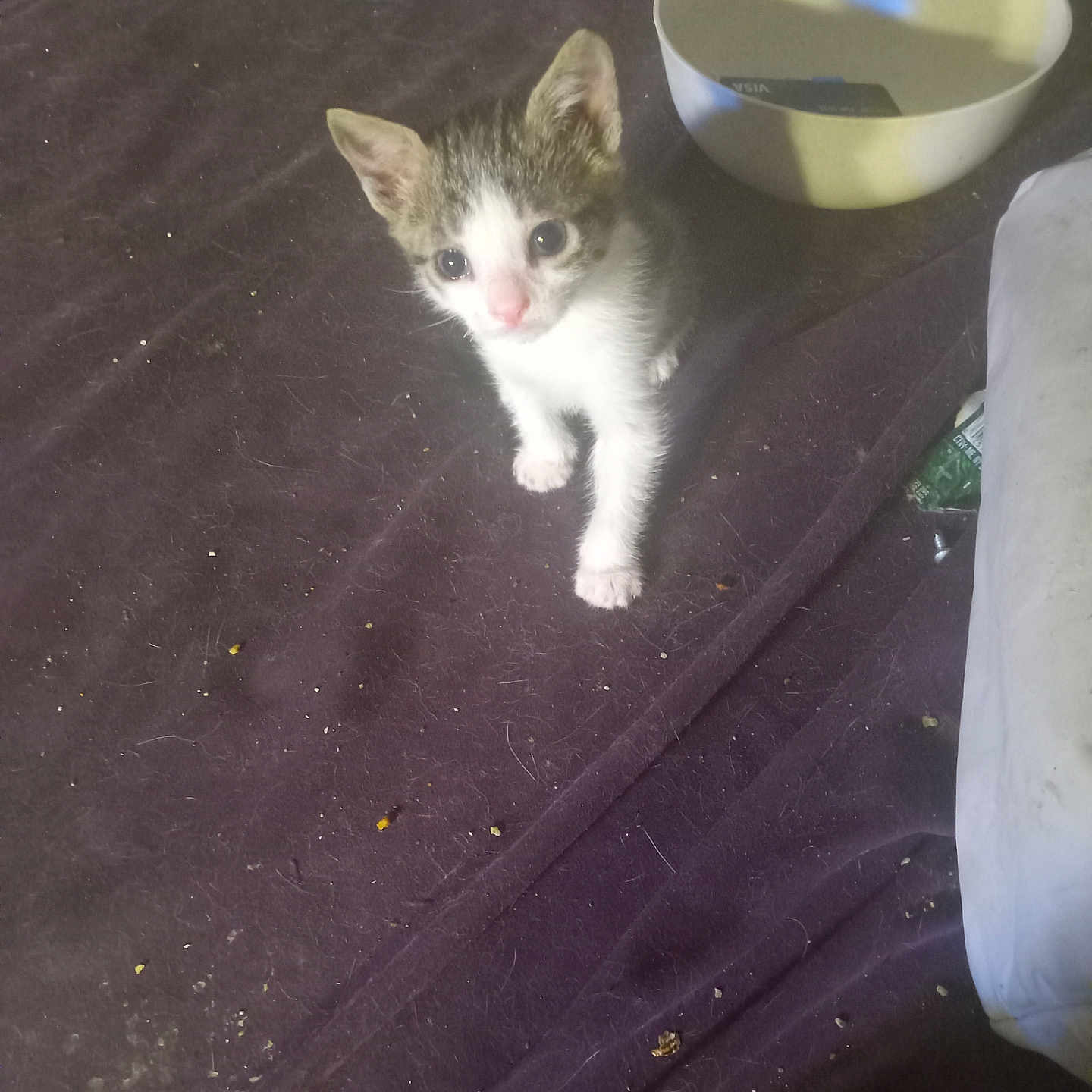 Cookie joined the competition — help win amazing prizes! animal, blanket, bowl, cat, curious, cute, domestic, feline, floor, fur, gray, indoor, kitten, looking_up, messy, paw, pet, small, white, young