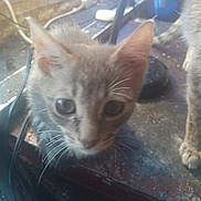 Squirt is registered to the contest to win money with this photo: animal, background, blurred, cat, closeup, clutter, curious, domestic, ears, eyes, feline, indoor, kitten, paw, pet, soft, table, whiskers, wire, young