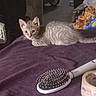 Squirt joined the competition — help win amazing prizes! animal, background_cat, cat, clutter, curious, ears, eyes, feline, hairbrush, indoor, kitten, pet, purple_surface, resting, small, soft_fur, tabby, tail, tape, whiskers