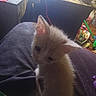 kitten, cat, pet, lap, indoor, blurry, dim_light, furniture, clutter, toys, cord, floor, person, dark, fuzzy, animal, domestic, sitting, closeup, soft