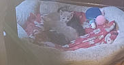 Whiner is registered to the contest to win money with this photo: kitten, cat_bed, blanket, toy, floor, wooden_floor, indoor, furniture, pet, animal, cozy, sleeping, snuggling, cute, small, domestic, resting, multi_cat, fuzzy, soft