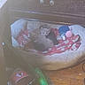 kitten, cat_bed, blanket, toy, floor, wooden_floor, indoor, furniture, pet, animal, cozy, sleeping, snuggling, cute, small, domestic, resting, multi_cat, fuzzy, soft