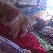 Whiner is registered to the contest to win money with this photo: kitten, cat, indoor, quilt, window, sunlight, furniture, curtain, pet, animal, young, furry, closeup, cozy, soft, exploring, colorful, bedroom, domestic, small