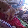 kitten, cat, indoor, quilt, window, sunlight, furniture, curtain, pet, animal, young, furry, closeup, cozy, soft, exploring, colorful, bedroom, domestic, small