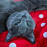 Phin is registered to the contest to win money with this photo: cat, grey_cat, pet, animal, close_up, lying_down, upside_down, green_eyes, whiskers, fur, bed, blanket, red_blanket, polka_dots, indoor, cute, relaxed, feline, domestic_cat, soft