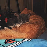 Perry is registered to the contest to win money with this photo: animal, architecture, blanket, building, canine, cat, cushion, furniture, homedecor, indoors, interiordesign, kitten, livingroom, person, pet, plant, pottedplant, quilt, room, sleeping