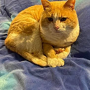 Roméo participe au concours pour gagner de l'argent avec cette photo : cat, orange_cat, white_cat, pet, animal, feline, fur, whiskers, paws, bed, blanket, blue_blanket, indoor, resting, curled_up, cute, calm, relaxed, closeup, domestic_cat