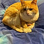 cat, orange_cat, white_cat, pet, animal, feline, fur, whiskers, paws, bed, blanket, blue_blanket, indoor, resting, curled_up, cute, calm, relaxed, closeup, domestic_cat