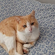 Roméo participe au concours pour gagner de l'argent avec cette photo : animal, bed, bedding, cat, closeup, cozy, cute, domestic_cat, feline, floral_pattern, fur, indoor, orange_cat, paws, pet, relaxed, resting, sleepy, whiskers, white_cat