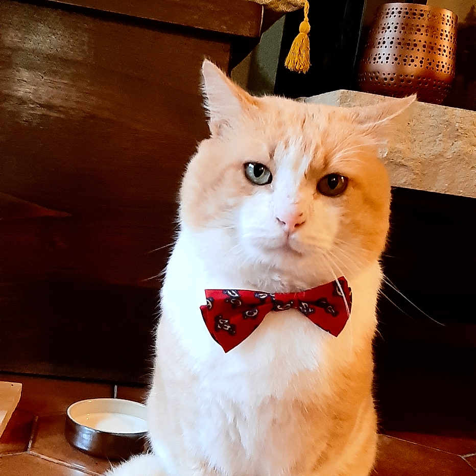 Roméo participe au concours pour gagner de l'argent avec cette photo : animal, bow_tie, cat, cushion, cute, domestic_cat, ears, feline, floor, furniture, indoor, looking_at_camera, milk_bowl, orange_cat, pet, portrait, sitting, tile_floor, whiskers, white_cat