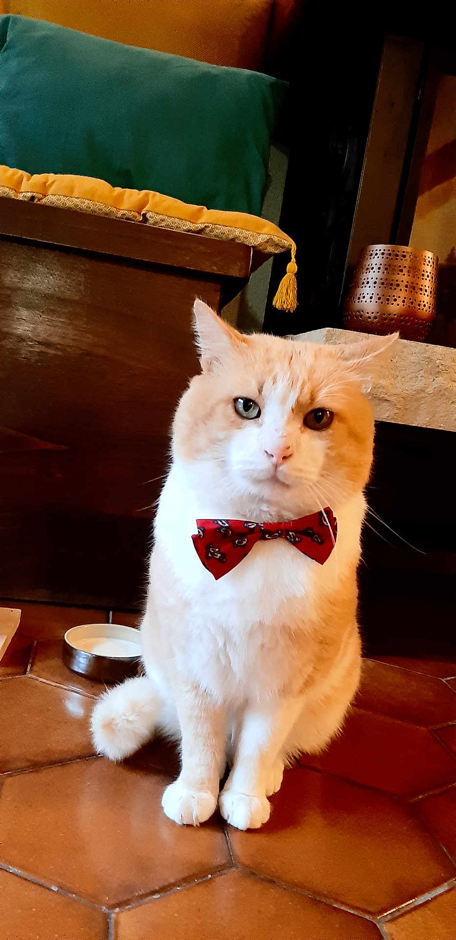 Roméo participe au concours pour gagner de l'argent avec cette photo : cat, orange_cat, white_cat, bow_tie, pet, indoor, floor, tile_floor, milk_bowl, furniture, cushion, animal, cute, domestic_cat, portrait, sitting, looking_at_camera, whiskers, ears, feline