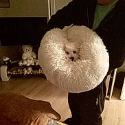 Leika a rejoint le concours — aidez-le/la à gagner de superbes lots ! dog, person, man, fluffy_bed, pet_bed, plush, stuffed_animal, teddy_bear, television, living_room, blanket, pillow, wooden_floor, standing, holding, cozy, low_light, indoor, watermark, clothing