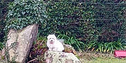 Leika a rejoint le concours — aidez-le/la à gagner de superbes lots ! white_dog, small_dog, rock, garden, grass, hedge, ivy, house, window, roof, bird, fence, stone, moss, plants, shrub, red_container, pet, outdoor, sitting