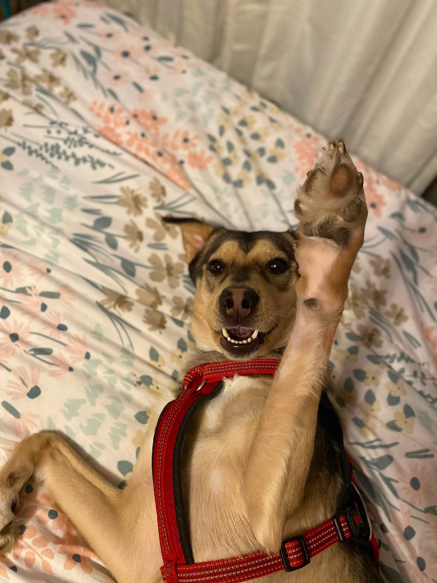 Ruby May is registered to the contest to win money with this photo: bed, carnivore, chihuahua, collar, comfort, companion_dog, couch, dog, dog_breed, dog_clothes, dog_collar, dog_supply, fawn, fur, linens, pattern, sporting_group, textile, toy_dog, whiskers