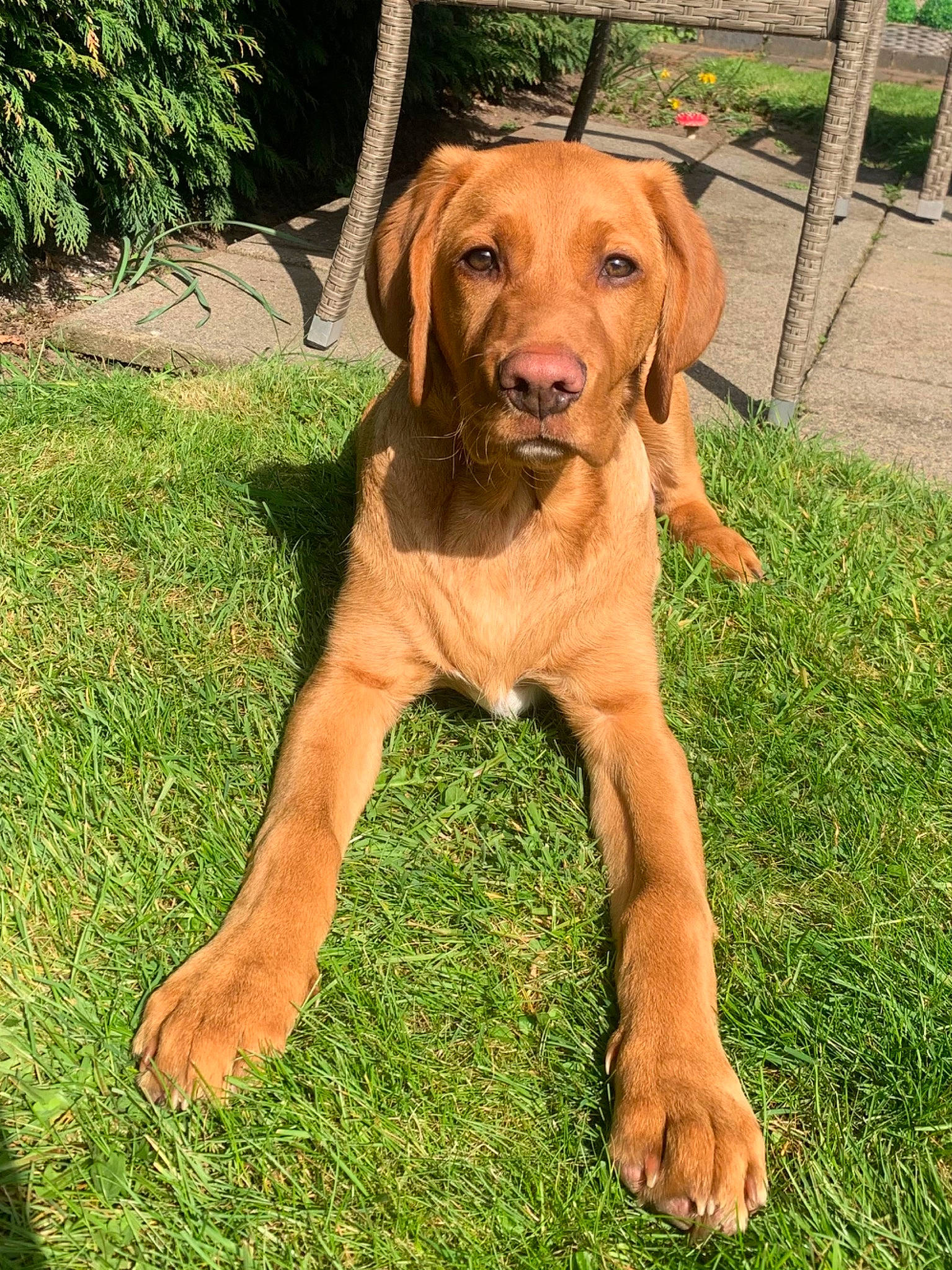 Joey joined the competition — help win amazing prizes! canidae, carnivore, companion_dog, dog, dog_breed, dog_collar, fawn, grass, gun_dog, hound, liver, plant, pointing_breed, snout, sporting_group, tail, terrestrial_animal, whiskers, wildlife, working_animal