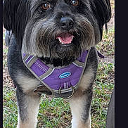 Candy Nielsen joined the competition — help win amazing prizes! animal, canine, companion, cute, dog, ears, eyes, fluffy, fur, grass, happy, harness, legs, muzzle, nature, outdoor, pet, purple_harness, smiling, standing