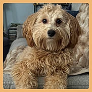 Rolo is registered to the contest to win money with this photo: dog, puppy, fur, couch, blanket, pet, brown, eyes, nose, portrait, sitting, indoor, living_room, close_up, cute, floppy_ears, whiskers, cozy, furry, companion