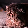 animal, cat, close_up, cozy, face, feline, fluffy, fur, indoor, long_hair, muzzle, persian_cat, pet, portrait, relaxed, resting, sleepy, soft_light, texture, whiskers