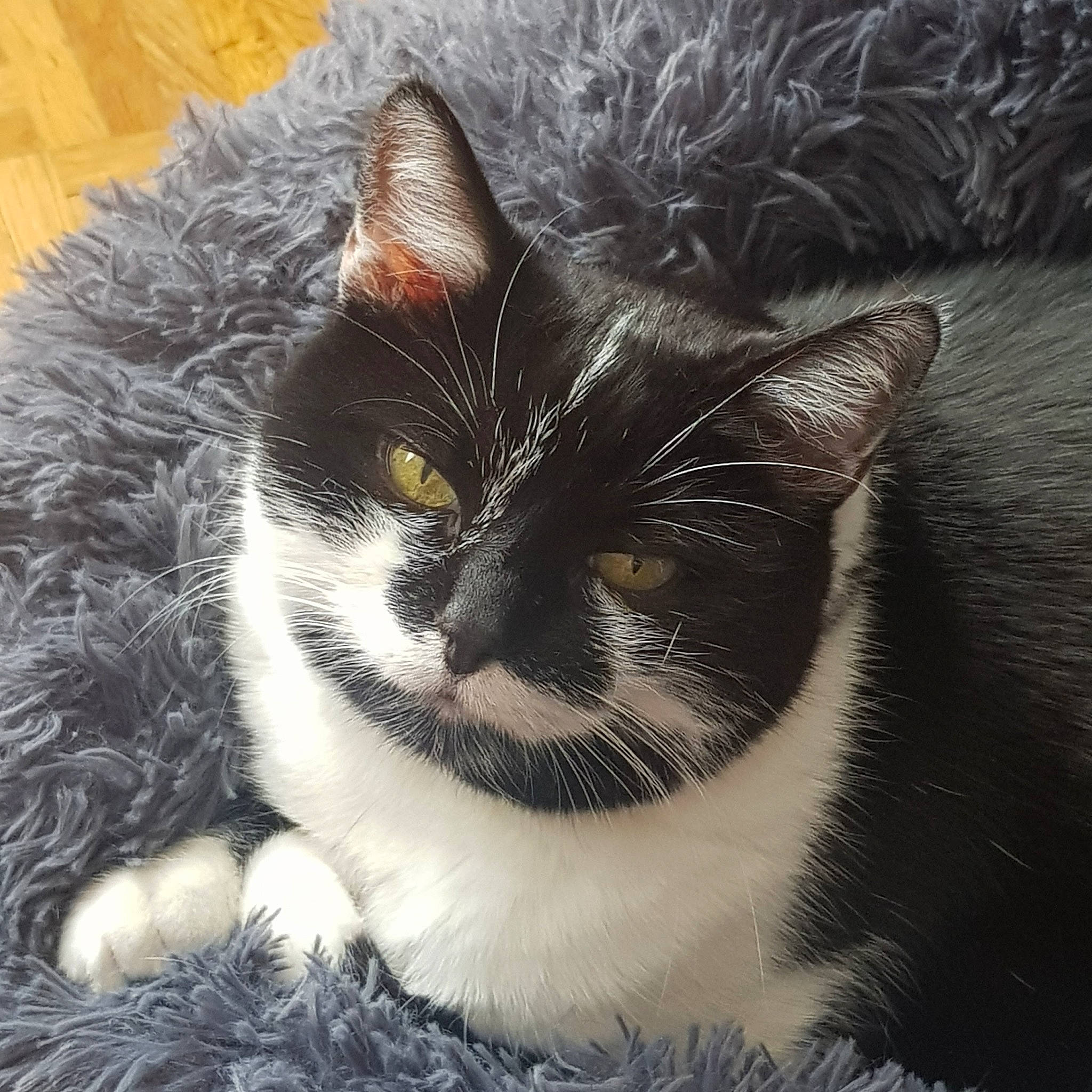 Plume a rejoint le concours — aidez-le/la à gagner de superbes lots ! carnivore, cat, close_up, domestic_short_haired_cat, eye, felidae, fur, grass, grey, head, monochrome_photography, nose, paw, plant, sky, small_to_medium_sized_cats, snout, tail, whiskers, window