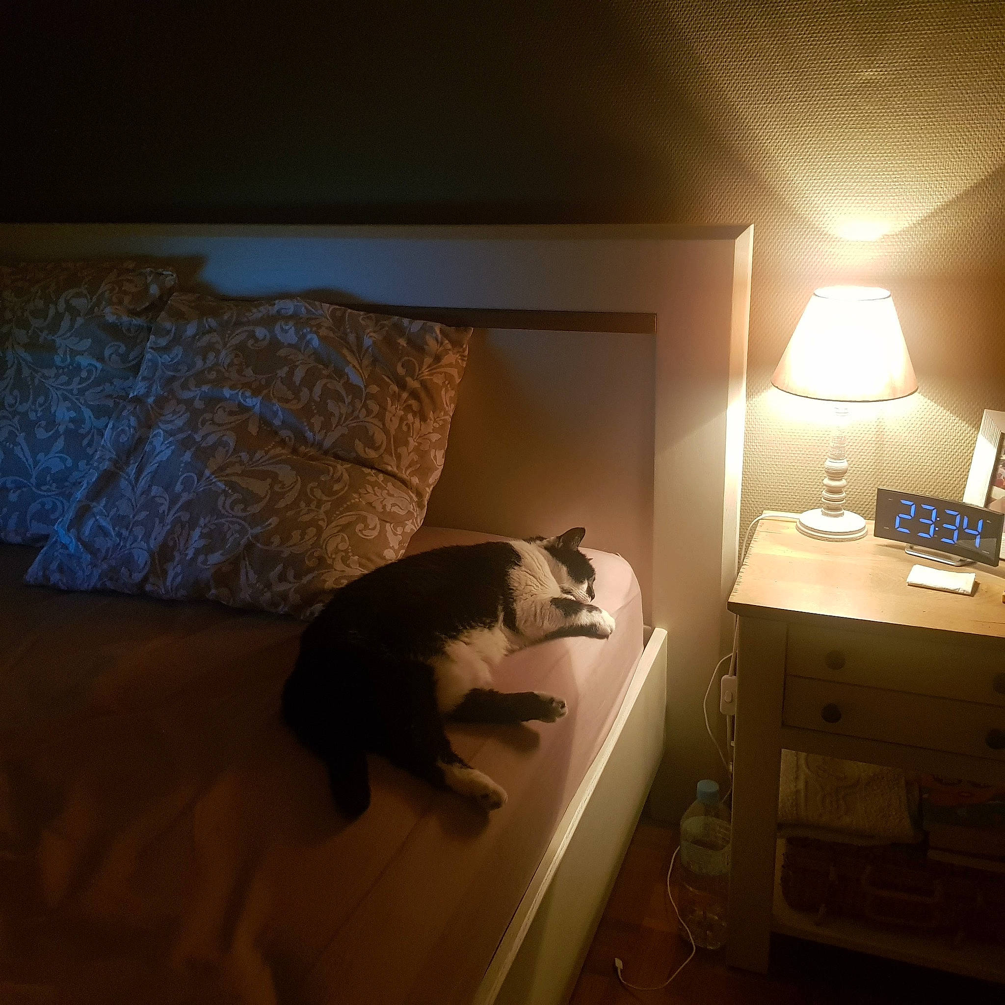 Plume participe au concours pour gagner de l'argent avec cette photo : bed, carnivore, cat, comfort, desk, drawer, felidae, floor, flooring, furniture, grey, hardwood, interior_design, lamp, light, small_to_medium_sized_cats, table, tints_and_shades, wall, wood