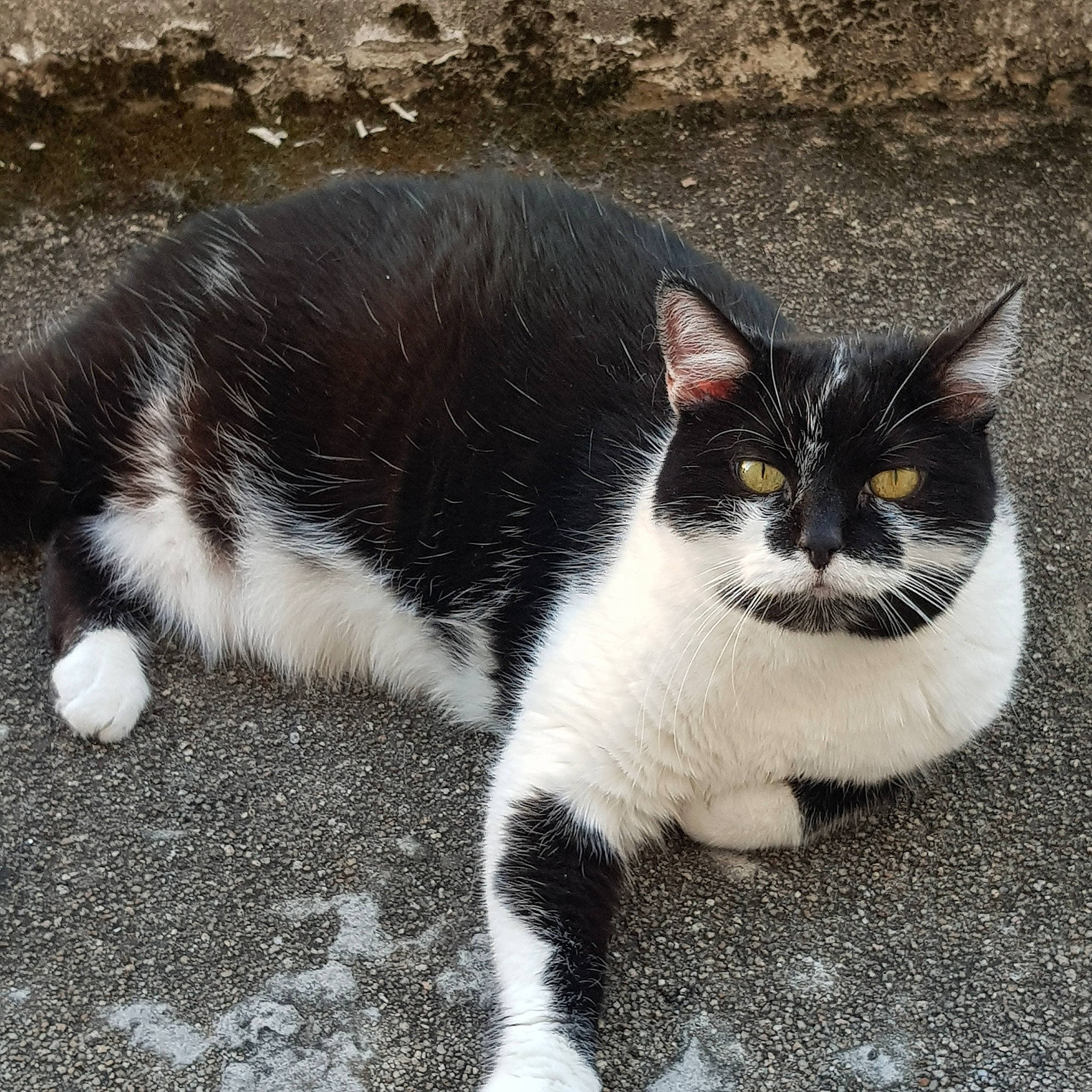 Plume a rejoint le concours — aidez-le/la à gagner de superbes lots ! asphalt, carnivore, cat, domestic_short_haired_cat, eye, felidae, foot, fur, grass, grey, monochrome_photography, paw, road_surface, shadow, sitting, small_to_medium_sized_cats, snout, tail, terrestrial_animal, whiskers