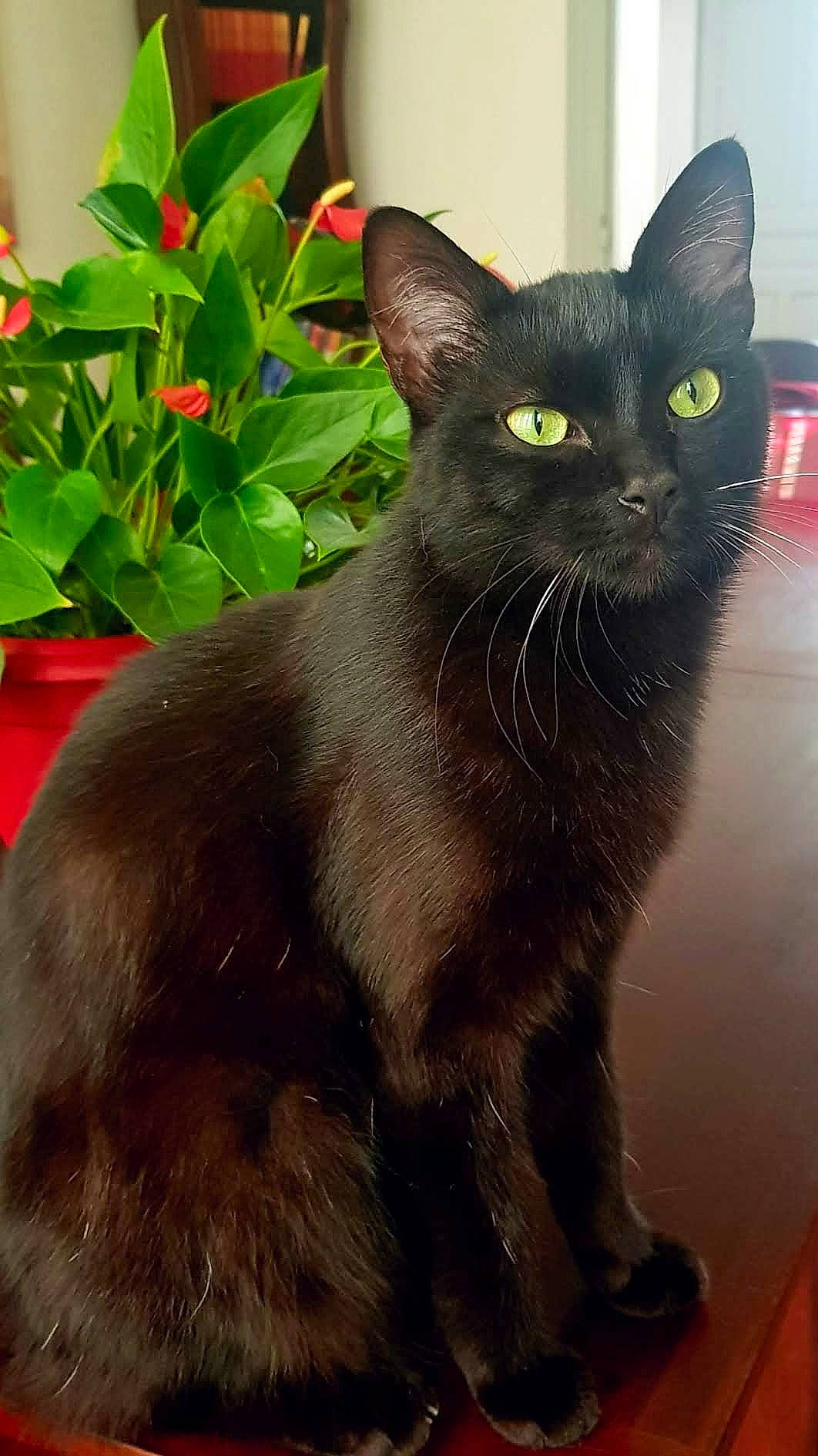 Dahlia a rejoint le concours — aidez-le/la à gagner de superbes lots ! black_cat, bombay, carnivore, cat, domestic_short_haired_cat, felidae, flower, flowerpot, fur, havana_brown, houseplant, plant, small_to_medium_sized_cats, snout, tail, terrestrial_animal, whiskers, window