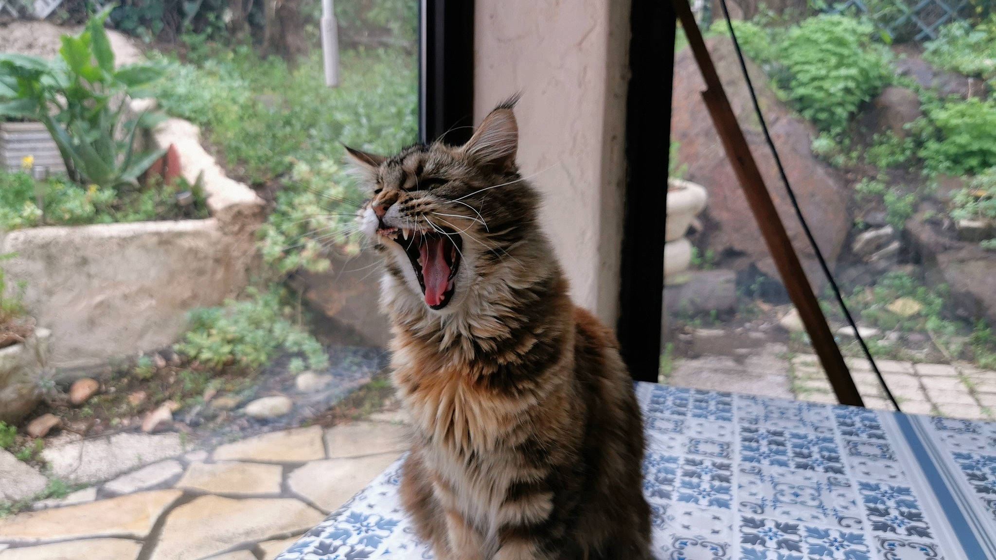 Skarlette participe au concours pour gagner de l'argent avec cette photo : canidae, carnivore, cat, claw, dog_breed, domestic_short_haired_cat, fang, felidae, fur, grass, lynx, plant, small_to_medium_sized_cats, snout, tail, terrestrial_animal, whiskers, wildlife, window, yawn