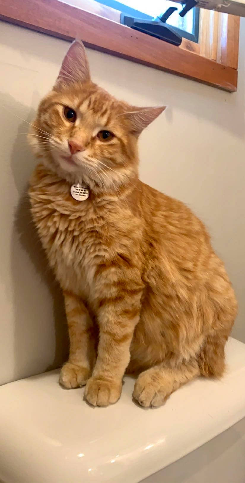 Garver is registered to the contest to win money with this photo: beige, brown, carnivore, cat, claw, collar, domestic_short_haired_cat, fawn, felidae, fur, liver, organism, paw, peach, pet_supply, small_to_medium_sized_cats, snout, tail, vertebrate, whiskers