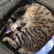 Lili participe au concours pour gagner de l'argent avec cette photo : cat, tabby, sleeping, basket, blanket, feline, pet, cozy, indoor, resting, grey, striped, fur, couch, home, relaxed, animal, cute, comfort, nap