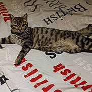 Amour a rejoint le concours — aidez-le/la à gagner de superbes lots ! cat, tabby, pet, animal, bed, bedding, text, british, striped, fur, whiskers, relaxed, laying, domestic_cat, cute, indoor, feline, sleepy, resting, looking