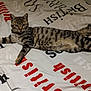 cat, tabby, pet, animal, bed, bedding, text, british, striped, fur, whiskers, relaxed, laying, domestic_cat, cute, indoor, feline, sleepy, resting, looking