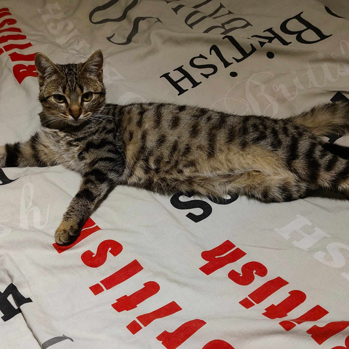 Amour a rejoint le concours — aidez-le/la à gagner de superbes lots ! animal, bed, bedding, british, cat, cute, domestic_cat, feline, fur, indoor, laying, looking, pet, relaxed, resting, sleepy, striped, tabby, text, whiskers