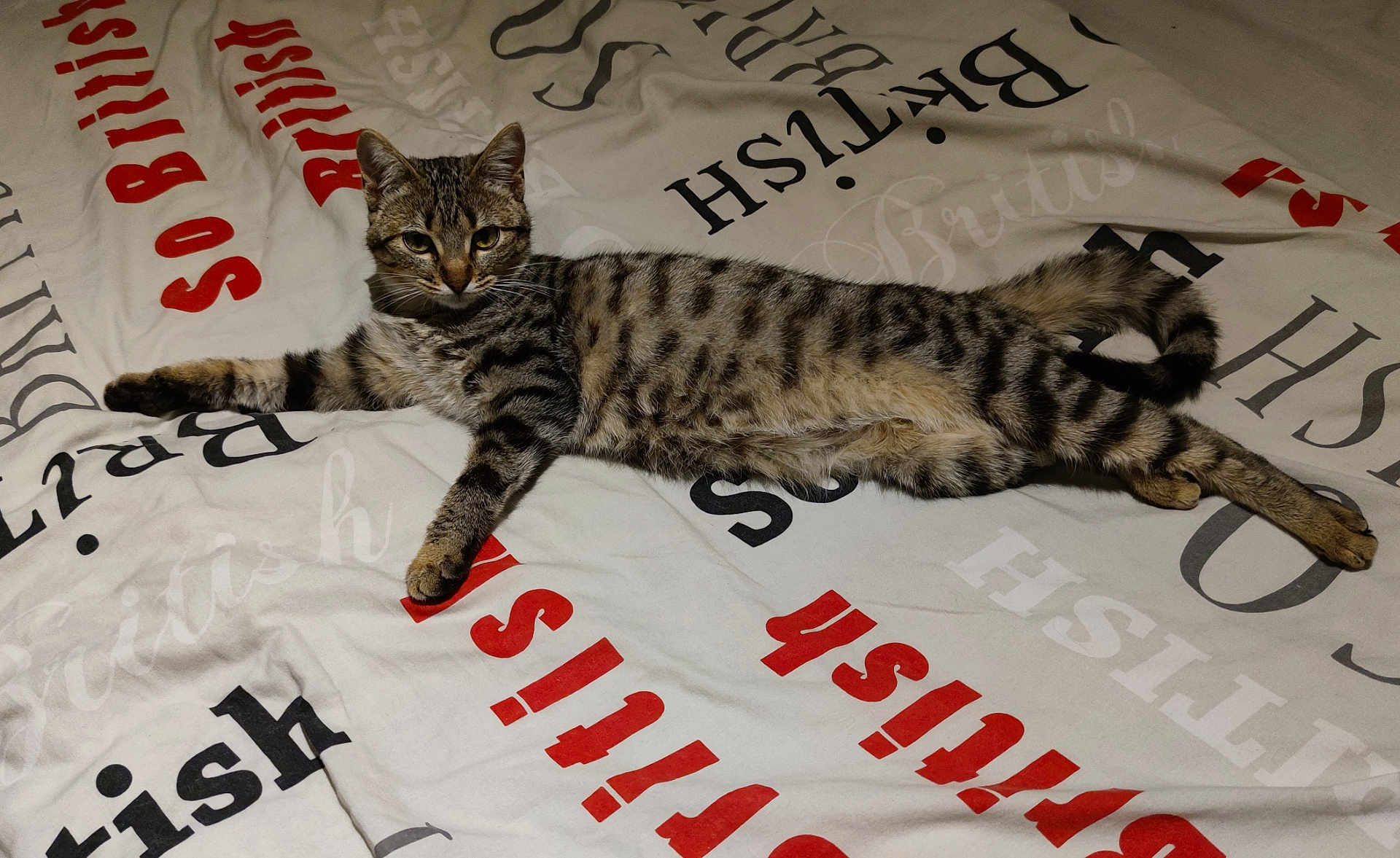 Amour a rejoint le concours — aidez-le/la à gagner de superbes lots ! cat, tabby, pet, animal, bed, bedding, text, british, striped, fur, whiskers, relaxed, laying, domestic_cat, cute, indoor, feline, sleepy, resting, looking