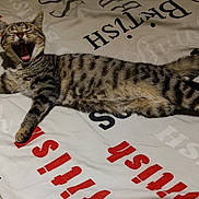 Fleur a rejoint le concours — aidez-le/la à gagner de superbes lots ! cat, tabby, yawning, bed, text, fabric, striped, feline, pet, animal, relaxed, lying_down, stretching, whiskers, ears, claws, indoor, sleepy, cute, mouth_open