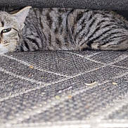 Mine participe au concours pour gagner de l'argent avec cette photo : animal, carpet, cat, closeup, cozy, cute, ears, feline, floor, fur, home, indoor, lying_down, pet, relaxed, resting, soft_light, striped, tabby, whiskers