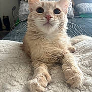 Mr. Beans joined the competition — help win amazing prizes! bed, bedroom, blanket, blue_eyes, cat, close_up, cozy, cream_fur, fluffy, indoors, kitten, looking_at_camera, mammal, paws, pet, pink_nose, portrait, sitting, soft_lighting, whiskers