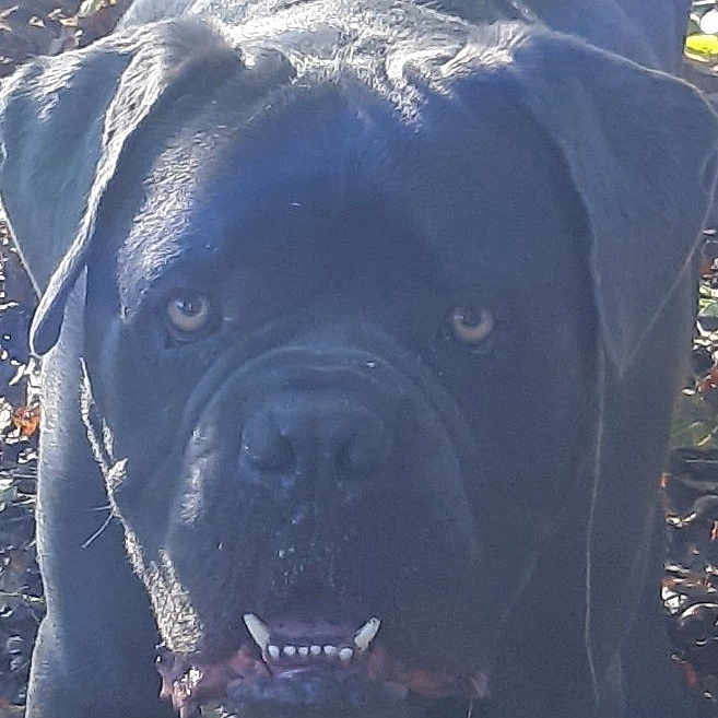 Nino Guimbelet a rejoint le concours — aidez-le/la à gagner de superbes lots ! dog, black_dog, outdoor, pet, animal, canine, close_up, face, teeth, fur, leaves, nature, daylight, portrait, looking, ears, snout, nose, eyes, expression
